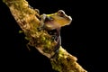 Tree frog in tropical Amazon rain forest of Colombia