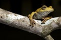 Tree frog in tropical amazon rainforest Royalty Free Stock Photo