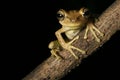 tree frog tropical rain forest amazon night