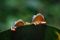 Tree frog, Flying frog on the leaf Royalty Free Stock Photo