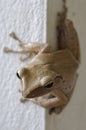 A tree frog on the wall Royalty Free Stock Photo