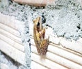 Tree frog on wall Royalty Free Stock Photo