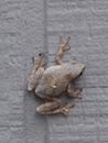 Tree frog on the wall Royalty Free Stock Photo