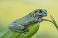 frog, amphibians, animal, animales, animals, animalwildlife, crocodile, dumpy, dumpyfrog, face, frog, green, macro, mammals, Royalty Free Stock Photo