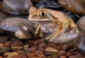 Tree frog at water's edge Royalty Free Stock Photo