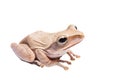 Tree frog Royalty Free Stock Photo