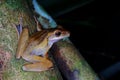 Tree frog