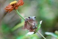 Tree frogs, australian tree frogs, dumpy frogs on flowers