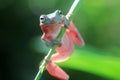 Tree frogs, australian tree frogs, dumpy frogs on flowers