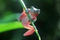 Tree frogs, australian tree frogs, dumpy frogs on flowers