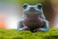 Tree frogs, australian tree frogs, dumpy frog in twigs