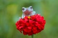 Tree frogs, australian tree frogs, dumpy frogs on flowers