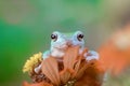 Tree frogs, australian tree frogs, dumpy frogs on flowers