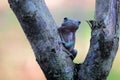 Tree frogs, australian tree frogs, dumpy frogs on flowers