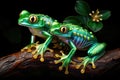 Tree frogs on a dark background Royalty Free Stock Photo