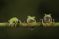 Tree frogs in a row