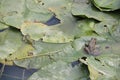 Tree frogs in a swamp