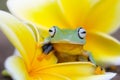 Tree frogs, tree frogs and yellow wildflowers Royalty Free Stock Photo