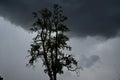 Tree in front of an approaching thunderstorm