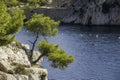 Tree in front of blue turquoise water of calanque national park, south france Royalty Free Stock Photo