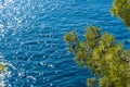 Tree in front of blue turquoise water of calanque national park, south france Royalty Free Stock Photo