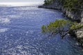 Tree in front of blue turquoise water of calanque national park, south france Royalty Free Stock Photo