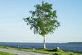 A tree in front of a body of water. Concept of loneless