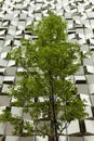 A tree in front of a car park in the shape of a cheesegrater in Sheffield, United Kingdom