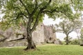 The tree in front of the Castle of Guimaraes, Portugal Royalty Free Stock Photo