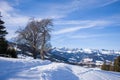 A tree in front of the Chaine des Aravis in Europe, France, Rhone Alpes, Savoie, Alps, in winter, on a sunny day