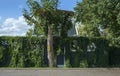 Tree in front of a house wall covered in leaves