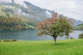 Tree in front of the lake with green and red leaves Royalty Free Stock Photo