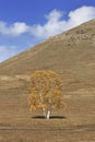 Tree in front of a mountain, Inner Mongolia, China Royalty Free Stock Photo