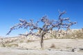 The tree in front of mountains of Capadocia.