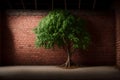 tree in front of a red brick wall. Royalty Free Stock Photo