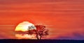 A tree in front of the sun, perfect harmony of a tree and the sun during sunset