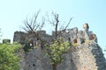 Tree in front of wall of Castle Devicky on Palava