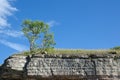 Tree at the frontline of a limestone cliff Royalty Free Stock Photo