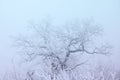 Tree with Frost Branches