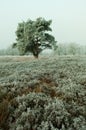 Tree in frosted heather field