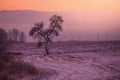 Tree in frozen colorful winter landscape, orange and red edit space Royalty Free Stock Photo