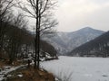 Tree on the frozen lake