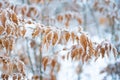 Tree with frozen leaves covered with frost. Tree branches under the snow, frosty day. Beautiful branch with orange and Royalty Free Stock Photo