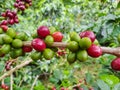 Tree fruit of coffee in Big Plantation colombia