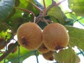 Tree with fruit kiwi