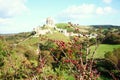 Tree with fruit on the top of hill scene. Royalty Free Stock Photo