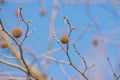 Tree Fruits Platanus Planetree against sky