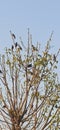 A tree full of birds