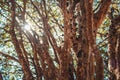 Tree full of Brazilian jaboticaba fruit on a sunny day concept image