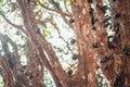 Tree full of Brazilian jaboticaba fruit on a sunny day concept image